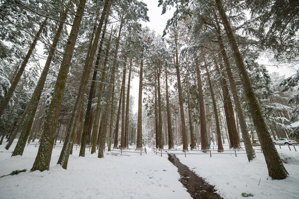 Snow in the forest, Limbara Mountain, Olbia Tempio Province, sardinia, italy, europe.