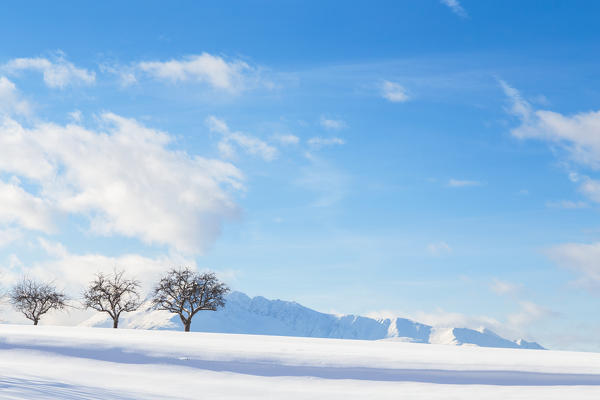 Three little trees on a snowy field in Vill, Innsbruck, Tyrol,Austria, Europe