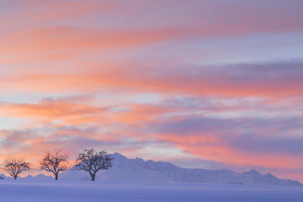 Three little trees at sunset in Vill, Innsbruck, Tyrol, Austria, Europe