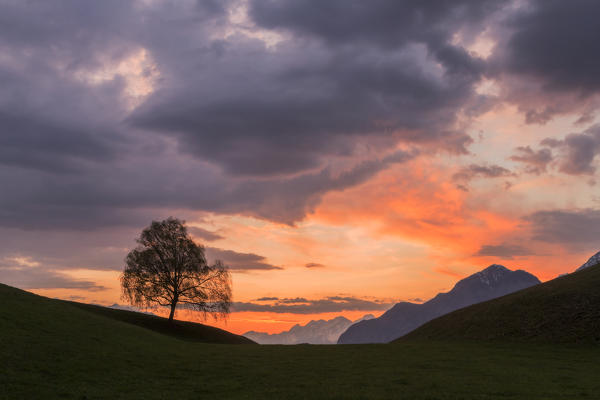 A Birch at dusk in Vill, Innsbruck, Tyrol, Austria, Europe