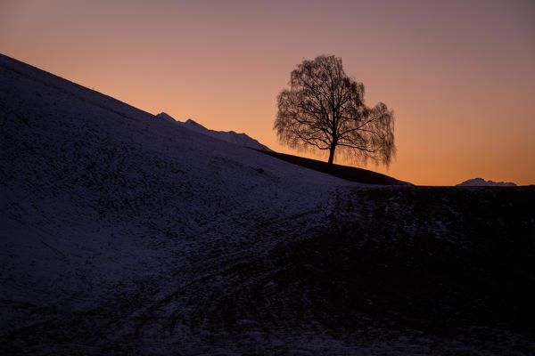 The lonely birch of Vill at dusk, Vill, Innsbruck, Tyrol, Austria, Europe