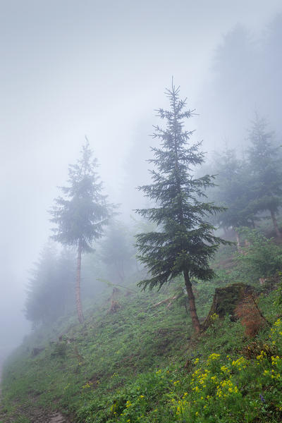 Two trees in the Nordkette woods on a misty morning, Innsbruck, Tyrol, Austria, Europe