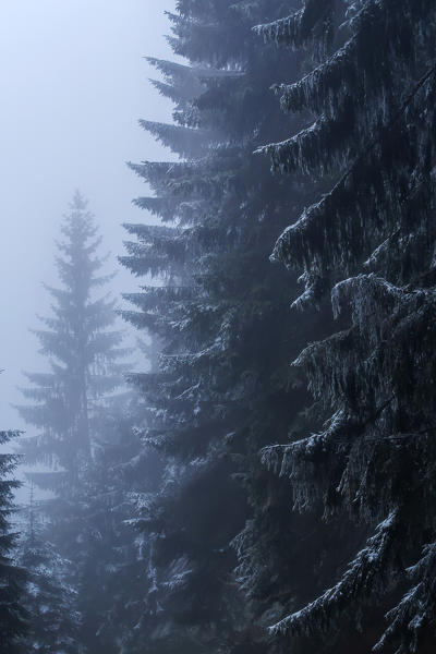 The fir woods of Nordkette's lower altitudes on a snowy misty morning, Innsbruck, Tyrol, Austria, Europe