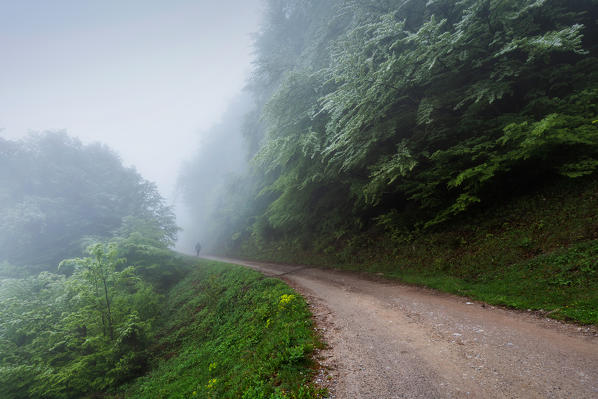 The hiking path to Höttinger Alm on a misty morning, Nordkette, Innsbruck, Tyrol, Austria, Europe