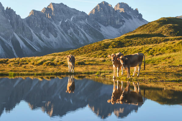 Awakening Cows by the Salfeins Lake with the Kalkkögel mountain chain in the background, Salfeins, Grinzens, Innsbruck Land, Tyrol, Austria, Europe