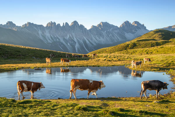 Dawn by the Salfeins Lake with a herd of cows and the Kalkkögel mountain chain in the background, Salfeins, Grinzens, Tyrol, Austria, Europe