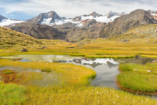 Stubaier Gletscher (Stubai Glacier) reflecting itself in an alpine swamp, Stubai Valley, Innsbruck Land, Tyrol, Austria, Europe