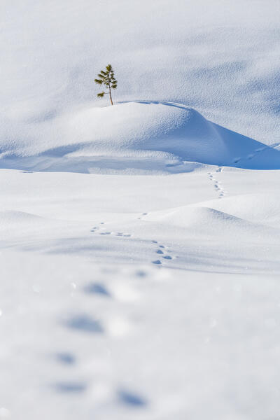 A typical winter scenery in Fotsch Valley, Sellrain, Innsbruck Land, Tyrol, Austria, Europe