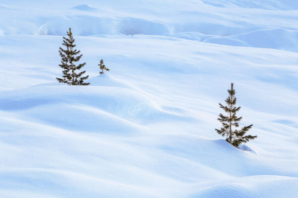 Trees in the snowy meadows of Fotsch Valley, Sellrain, Innsbruck Land, Tyrol, Austria, Europe