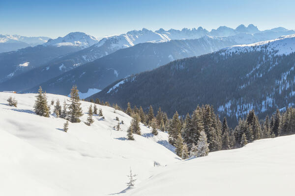 The woods nearby the Krimpenbach Alm's pastures with Kalkkögel mountain range in the background, Oberperfuss, Innsbruck Land, Tyrol, Austria, Europe