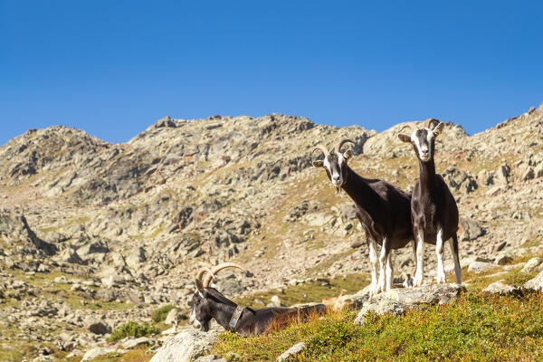 Two curious goats on the way to Nürnberger Hütte, Langental Valley, Neustift im Stubaital, Innsbruck Land, Tyrol, Austria, Europe 