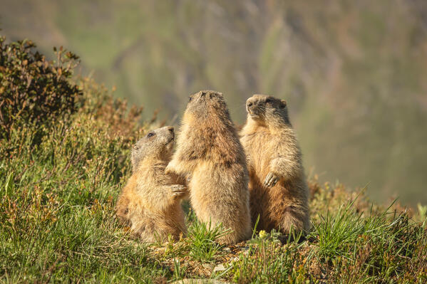 Three marmots meeting on the meadows that lead to Lake Ramsgrubner, Wildlahner, Schmirn Valley, Innsbruck Land, Tyrol, Austria, Europe