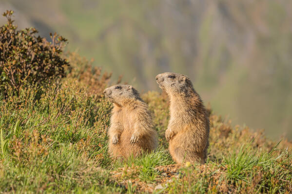 Two marmots enjoying the morning air on the meadows that lead to Lake Ramsgrubner, Wildlahner, Schmirn Valley, Innsbruck Land, Tyrol, Austria, Europe