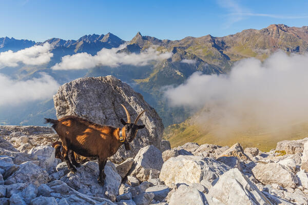 A curious goat is wandering on the high alpine trail Pflersch - Fleres, Ladurns, Bolzano district, South Tyrol, Italy, Europe