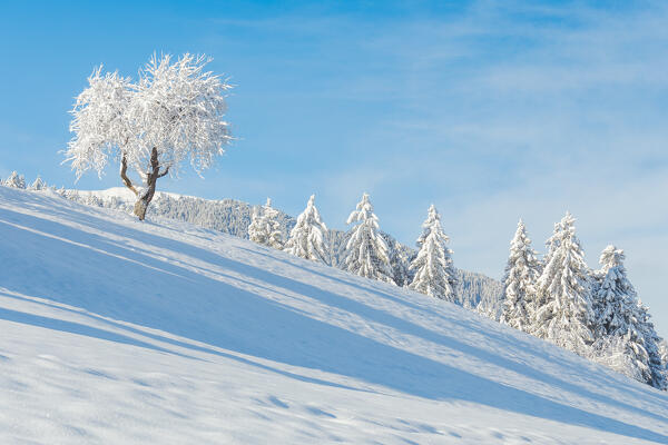 A snow-covered lonely tree surrounded by some pines after a heavy snowfall in Götznerberg, Götzens, Westliches Mittelgebirge, Innsbruck Land, Tyrol, Austria, Europe