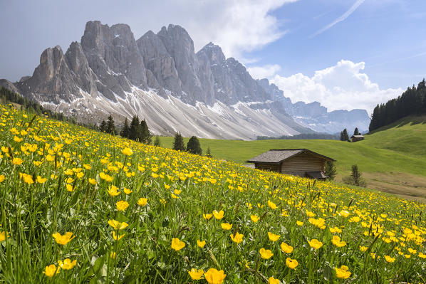 Gampenwiese, Gampen Alm, Val di Funes - Villnoesser Tal, Suedtirol - Alto Adige - South Tyrol, Italy, Europe