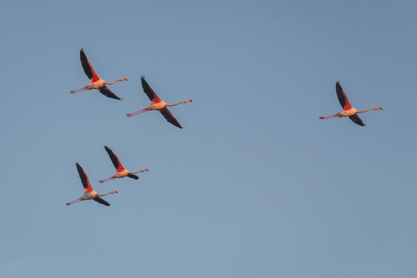 The flying Flamingos of Lio Piccolo, Cavallino - Treporti, Venice, Veneto, Italy