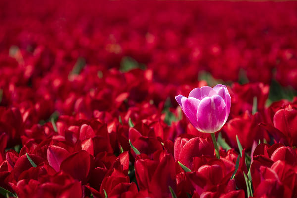 Pink tulip in a field of red tulips (Tuitjenhorn, Schagen municipality, Dutch, North Holland, Netherlands) 