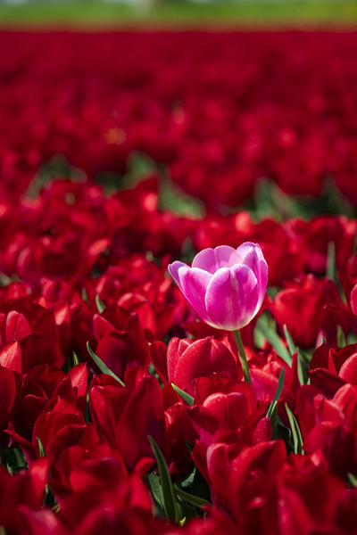 Pink tulip in a field of red tulips (Tuitjenhorn, Schagen municipality, Dutch, North Holland, Netherlands) 
