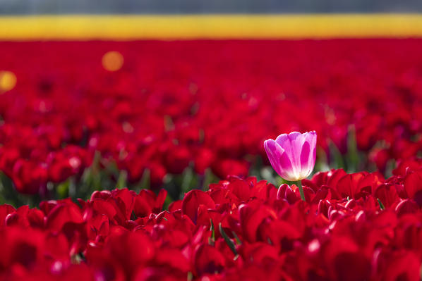 Pink tulip in a field of red tulips (Tuitjenhorn, Schagen municipality, Dutch, North Holland, Netherlands) 