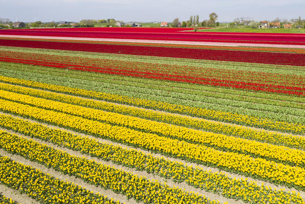 Aerial view of a multicolor tulips field (Sint Maarten, Schagen municipality, Dutch, North Holland, Netherlands) 