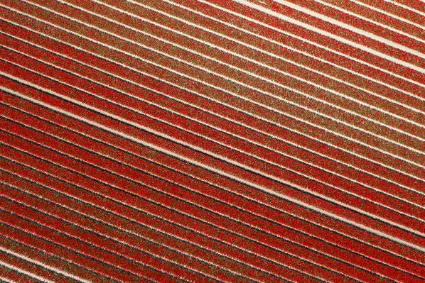 Red rows in an aerial view of tulips field (Sint Maarten, Schagen municipality, Dutch, North Holland, Netherlands)