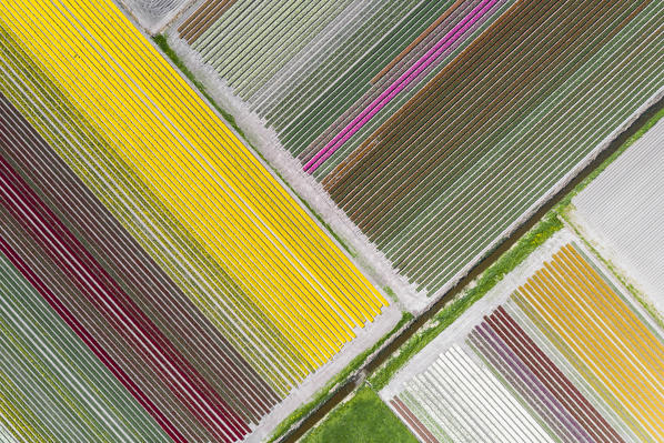 Aerial view of a multicolor tulips field (Warmenhuizen, Schagen municipality, Dutch, North Holland, Netherlands) 