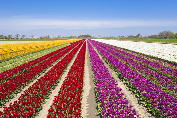 A view of a multicolor tulips field (Warmenhuizen, Schagen municipality, Dutch, North Holland, Netherlands) 
