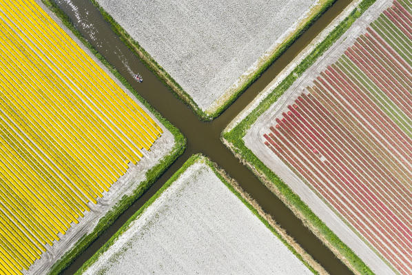 Aerial view of a multicolor tulips field (Warmenhuizen, Schagen municipality, Dutch, North Holland, Netherlands)