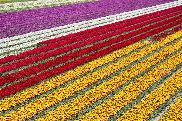 Multicolor stripes in a view of tulips field (Sint Maarten, Schagen municipality, Dutch, North Holland, Netherlands) 