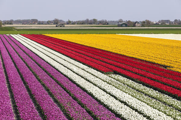 Multicolor stripes in a view of tulips field (Sint Maarten, Schagen municipality, Dutch, North Holland, Netherlands) 
