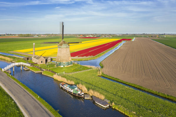 The De Kaagmolen windmill in front multicolor tulips field (Opmeer municipality, North Holland, Netherlands) 
