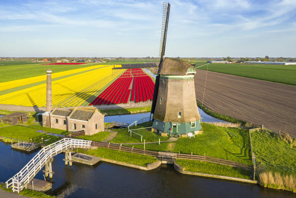 The De Kaagmolen windmill in front multicolor tulips field (Opmeer municipality, North Holland, Netherlands) 