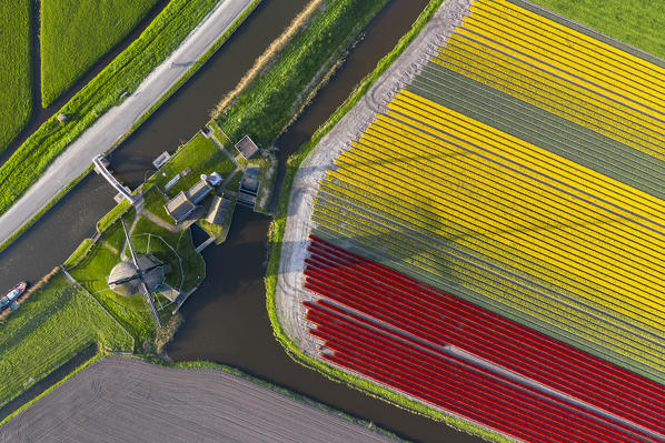 The De Kaagmolen windmill near a multicolor tulips field (Opmeer municipality, North Holland, Netherlands)