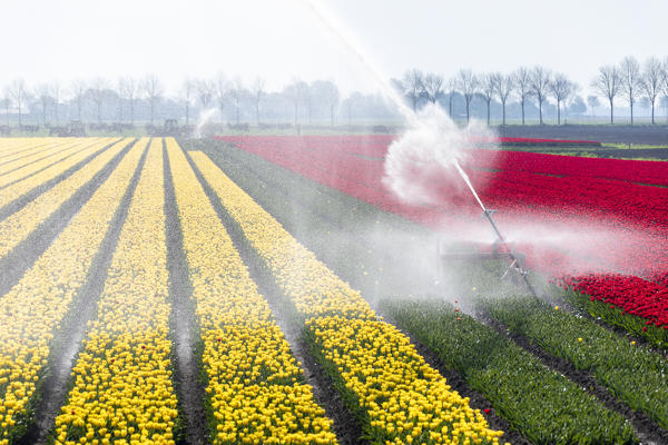 Red and yellow tulips in a multicolor tulips field during a water irrigation (Opmeer municipality, North Holland, Netherlands) 