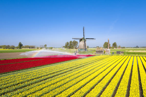 Red and yellow tulips in a multicolor tulips field near the De Kaagmolen windmill (Opmeer municipality, North Holland, Netherlands) 