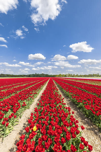 Yellow tulip in a field of red tulips (Lisse, South Holland, Netherlands) 