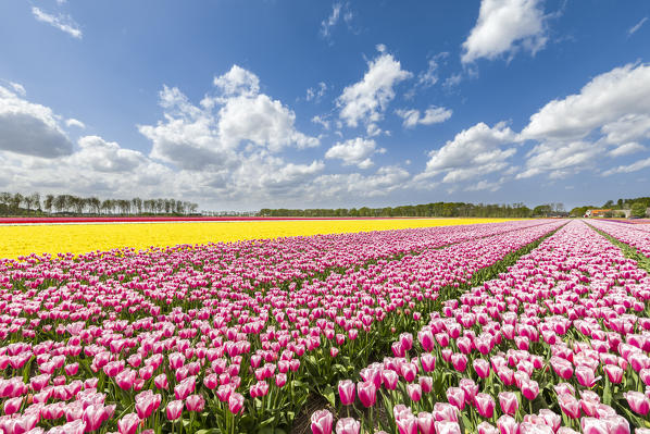 Pink and yellow tulips in a multicolor tulips field (Lisse, South Holland, Netherlands)