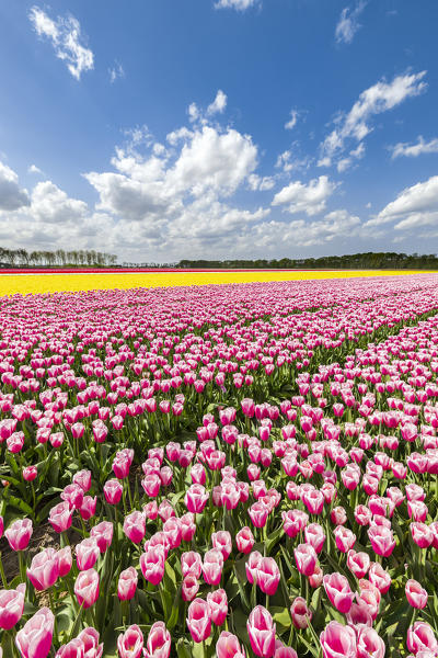 Pink and yellow tulips in a multicolor tulips field (Lisse, South Holland, Netherlands)