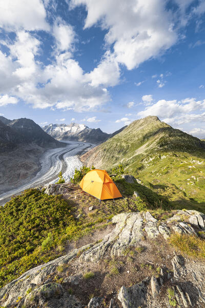 View of Aletsch Glacier from the Moosfluh viewpoint (Riederalp, Bernese Alps, Canton of Valais, Switzerland, Europe)