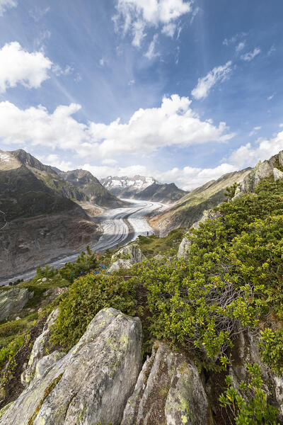 View of Aletsch Glacier (Riederalp, Bernese Alps, Canton of Valais, Switzerland, Europe) (MR)