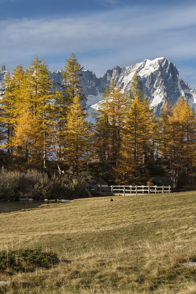Autumn at the lake Arpy with colorful trees and the Grandes Jorasses, Mont Blanc massif, in the background 
(Lake Arpy, Morgex, Aosta province, Aosta Valley, Italy, Europe)