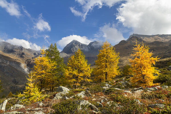 The autumn season in Valtournenche, just above the beautiful plain of Cheneil (Cheneil, Valtournenche, Aosta province, Aosta Valley, Italy, Europe)