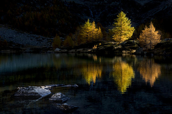 Autumn at the lake Arpy with colorful larches and trees that at sunset time are reflected inside the lake (Lake Arpy, Morgex, Aosta province, Aosta Valley, Italy, Europe)