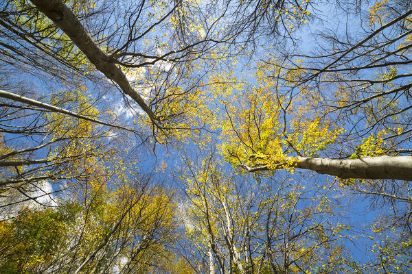Beech trees and blue sky (Oropa Valley, Biella province, Piedmont, Italy, Europe)