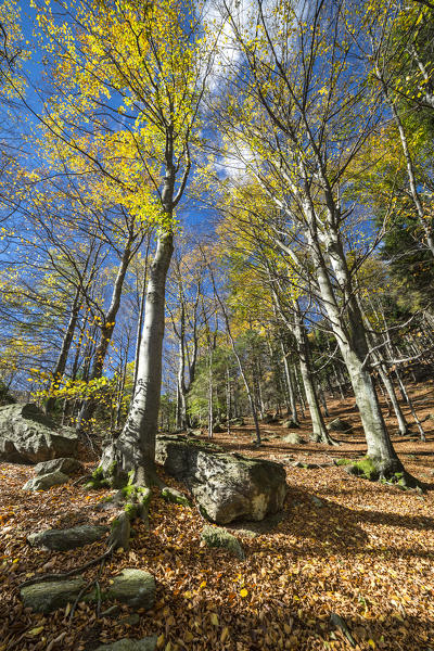 Forest of beeches in autumn (Oropa Valley, Biella province, Piedmont, Italy, Europe)