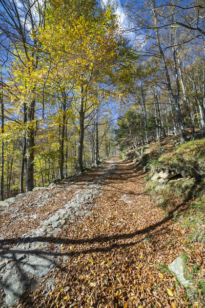 Dirt trail in the forest of beeches in autumn (Oropa Valley, Biella province, Piedmont, Italy, Europe)