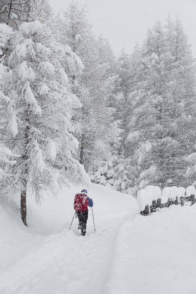 A girl hiking in winter during e snowfall (Varzo, Verbano Cusio Ossola province, Piedmont, Italy, Europe)