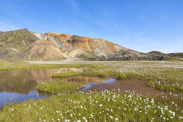 Cotton grass blooming in Landmannalaugar (Fjallabak Nature Reserve, Highlands, Southern Region, Iceland, Europe)