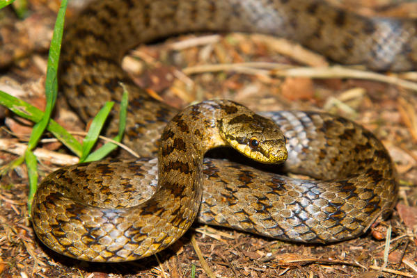 Austrian Coronella - non venomous alpin snakes